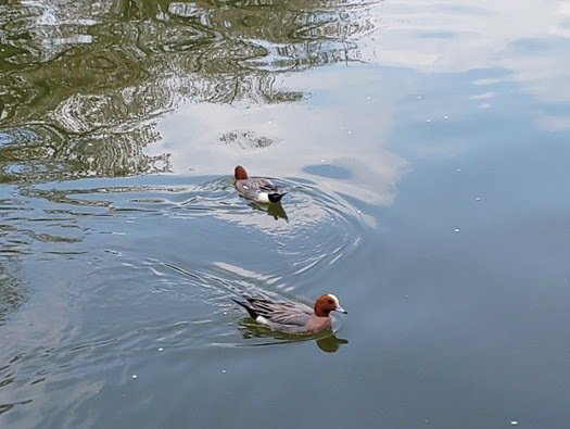 20250412-05.JPG